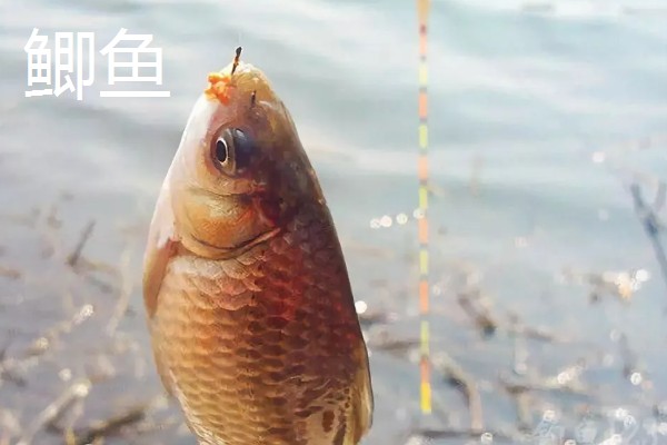 5号伊豆钩适合钓几斤重的鱼，最多能硬拉2.2-3公斤的鱼类