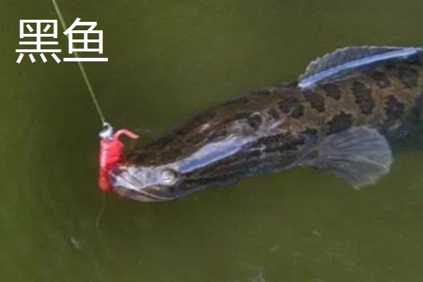 5号伊豆钩适合钓几斤重的鱼，最多能硬拉2.2-3公斤的鱼类
