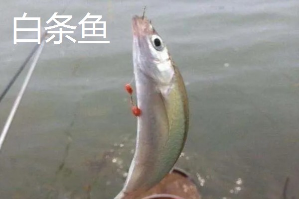 5号伊豆钩适合钓几斤重的鱼，最多能硬拉2.2-3公斤的鱼类