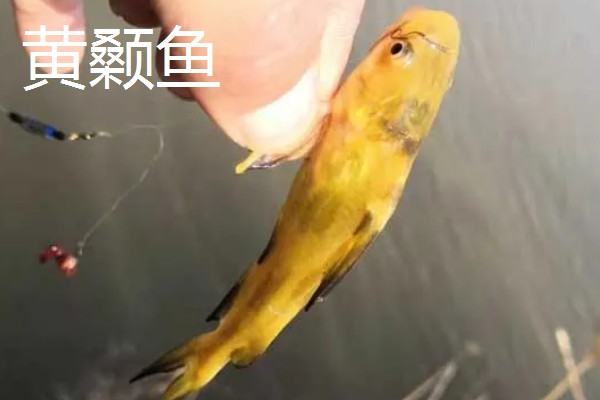 5号伊豆钩适合钓几斤重的鱼，最多能硬拉2.2-3公斤的鱼类