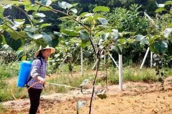 吡虫啉简介,具有触杀和胃毒作用