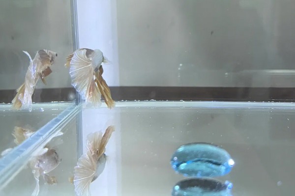 半月斗鱼尾巴裂了的原因及处理方法，可能是打架所致