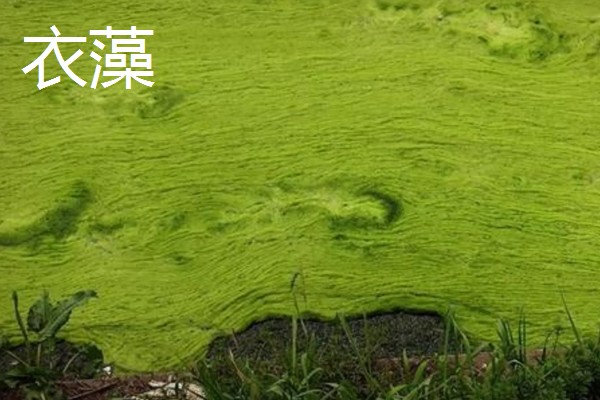 鱼缸壁上的绿藻怎么去除，人工清理是最快捷的方法