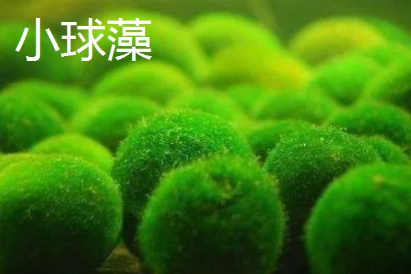 鱼缸壁上的绿藻怎么去除，人工清理是最快捷的方法