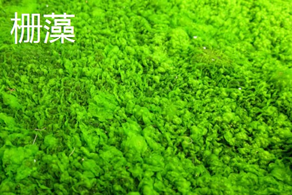 鱼缸壁上的绿藻怎么去除，人工清理是最快捷的方法