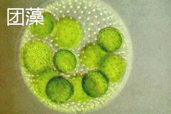 鱼缸壁上的绿藻怎么去除，人工清理是最快捷的方法