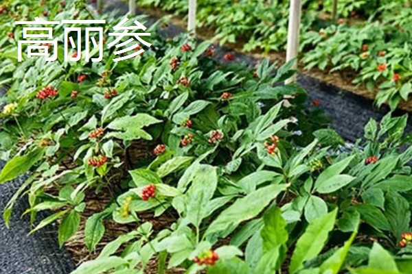高丽参与红参的区别,产地和性状均不同