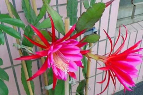 令剑花如何养殖，喜爱在温暖的阳光下生长