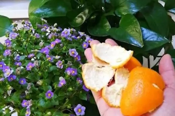 橘子皮泡水浇花可以杀虫吗,是可以杀害虫类的