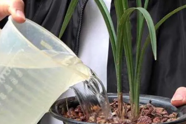 橘子皮泡水浇花可以杀虫吗,是可以杀害虫类的