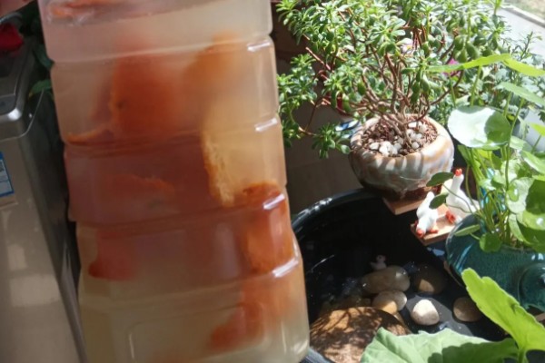 橘子皮泡水浇花可以杀虫吗,是可以杀害虫类的
