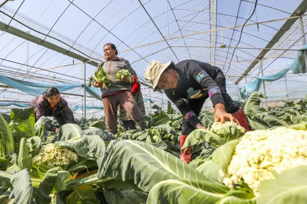 种植大棚蔬菜应对大雪天气的方法,增加覆盖物并加固大棚设施