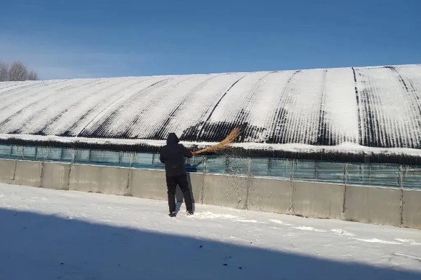 种植大棚蔬菜应对大雪天气的方法,增加覆盖物并加固大棚设施
