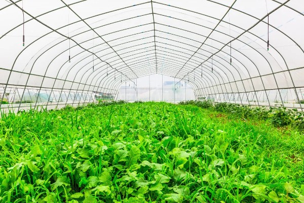 种植大棚蔬菜应对大雪天气的方法,增加覆盖物并加固大棚设施