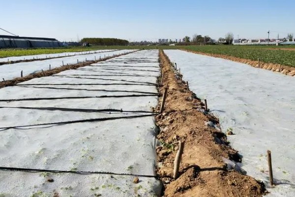 种植大棚蔬菜应对大雪天气的方法,增加覆盖物并加固大棚设施