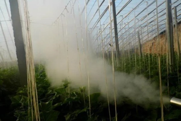 种植大棚蔬菜应对大雪天气的方法,增加覆盖物并加固大棚设施