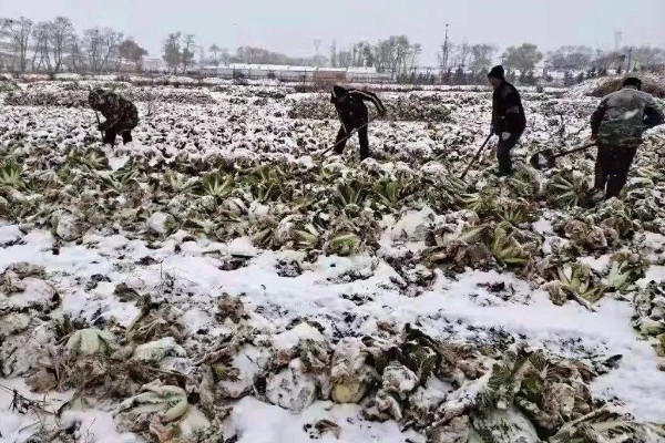 种植大棚蔬菜应对大雪天气的方法,增加覆盖物并加固大棚设施