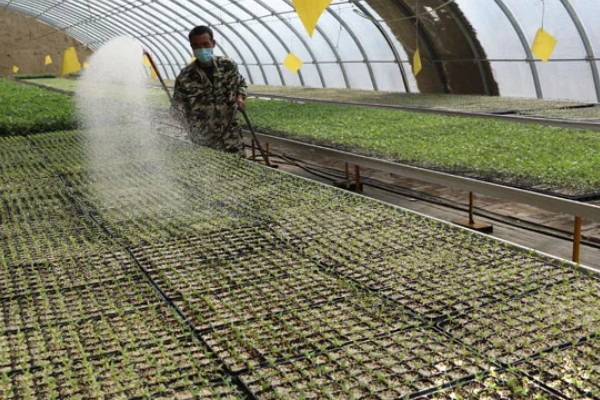 种植大棚蔬菜应对大雪天气的方法,增加覆盖物并加固大棚设施