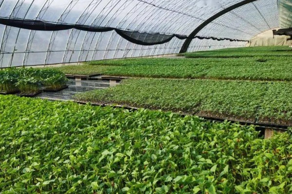 种植大棚蔬菜应对大雪天气的方法,增加覆盖物并加固大棚设施