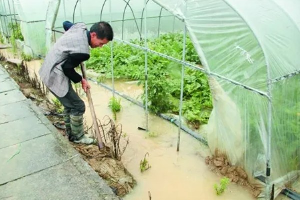 种植大棚蔬菜应对大雪天气的方法,增加覆盖物并加固大棚设施