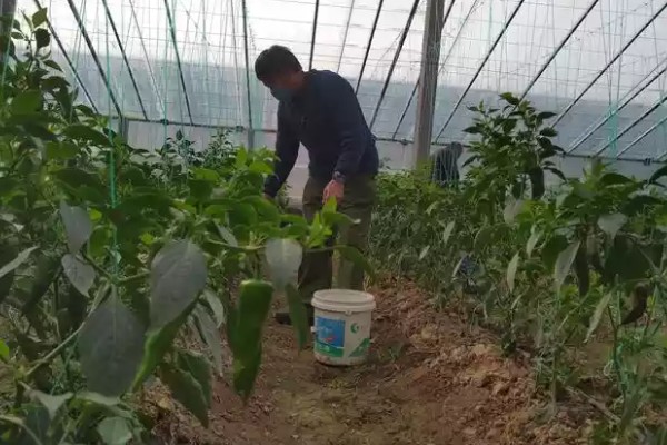 种植大棚蔬菜应对大雪天气的方法,增加覆盖物并加固大棚设施
