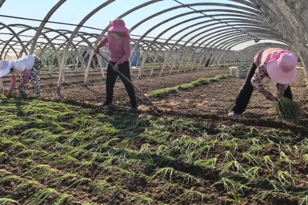 种植大棚蔬菜应对大雪天气的方法,增加覆盖物并加固大棚设施
