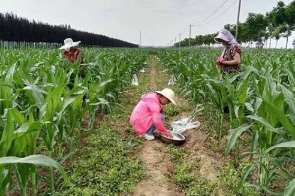 玉米花粒期的管理技术，需要及时去雄