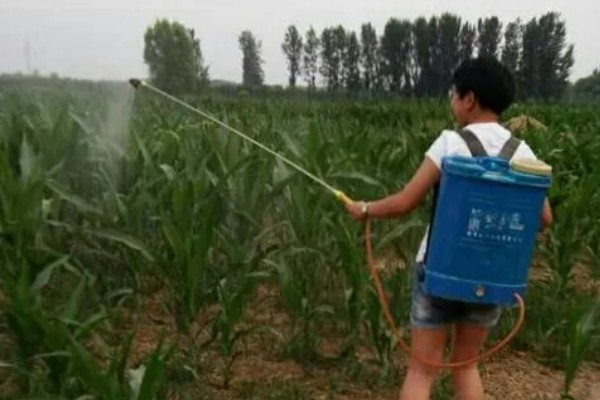 玉米花粒期的管理技术，需要及时去雄