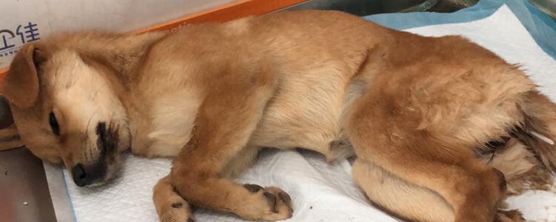 狗狗犬细小的症状，多出现上吐下泻