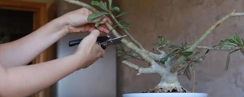 沙漠玫瑰提根的方法，只需将植株的根茎裸露出来