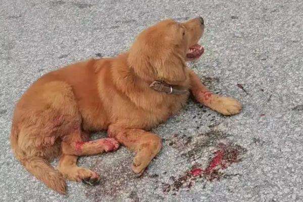 狗狗患上白内障的常见原因，可能是老了或者得了糖尿病