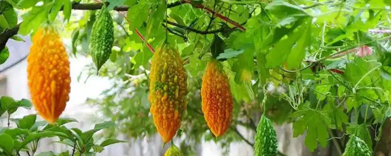 金癞瓜的种植方法,种之前要先进行催芽处理