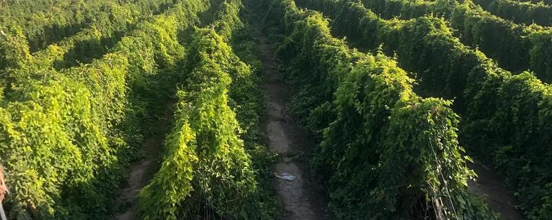 山药的产地，产地原为河南焦作