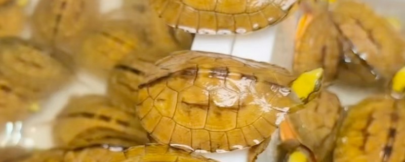 金钱龟是不是国家保护动物,属于我国二级保护动物
