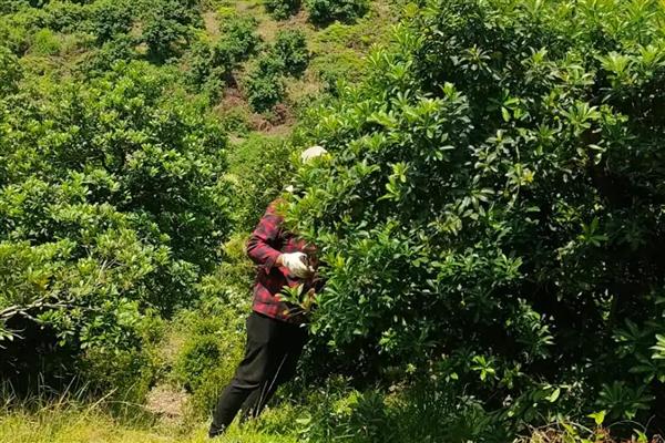 杨梅树的施肥时间,施肥通常在4月上中旬施