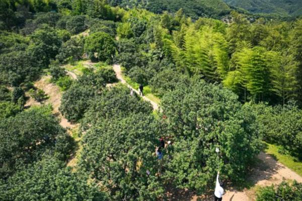 杨梅树的施肥时间,施肥通常在4月上中旬施