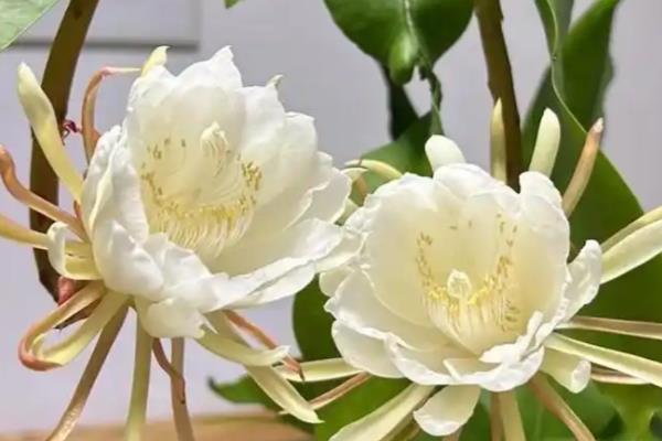 昙花可以开放多长时间,只能持续4-5小时