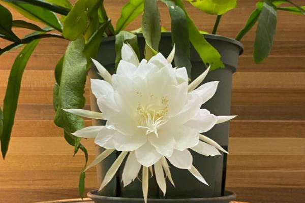 昙花可以开放多长时间,只能持续4-5小时