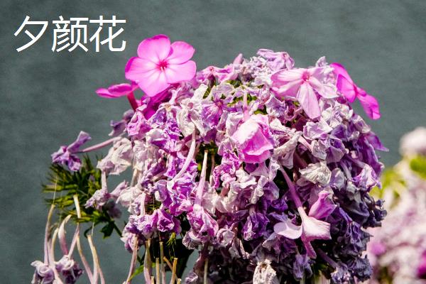 夕颜花和牵牛花的区别，开花时间和种属均不同