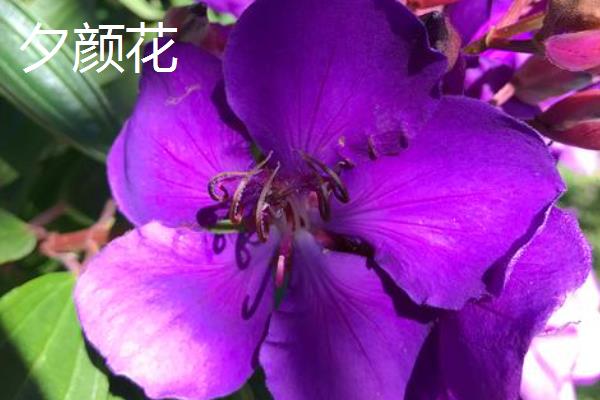 夕颜花和牵牛花的区别，开花时间和种属均不同