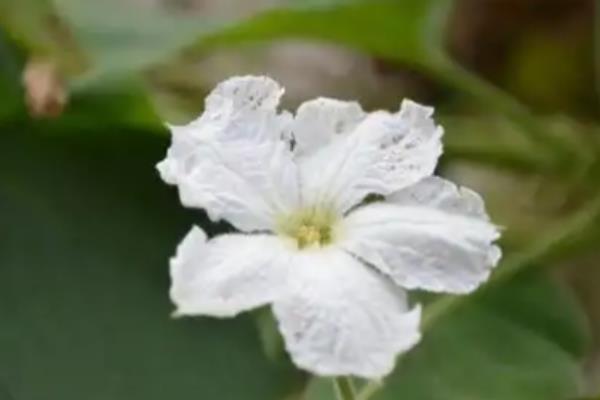 夕颜花和牵牛花的区别，开花时间和种属均不同