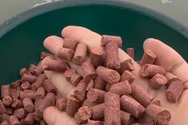 低温钓鲤鱼的饵料配方,推荐以下4种