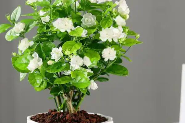 茉莉花烂根的解救办法，浇水要做到见干见湿