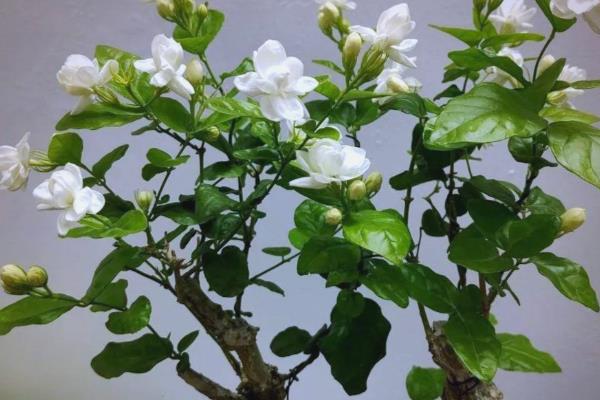 茉莉花烂根的解救办法，浇水要做到见干见湿