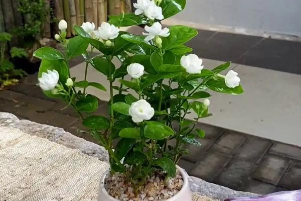 茉莉花烂根的解救办法，浇水要做到见干见湿