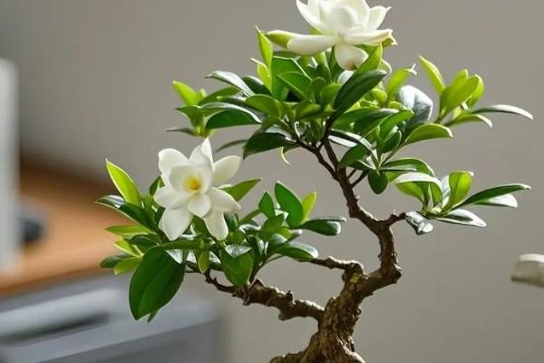 茉莉花烂根的解救办法，浇水要做到见干见湿