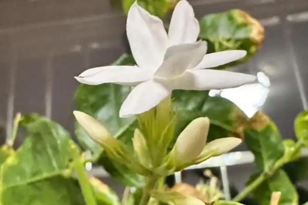茉莉花烂根的解救办法，浇水要做到见干见湿