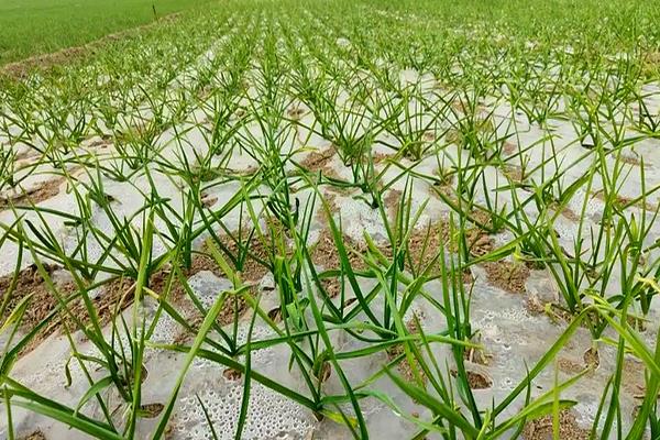 秋播大蒜的种植管理方法,播种通常适宜深度为3-4厘米