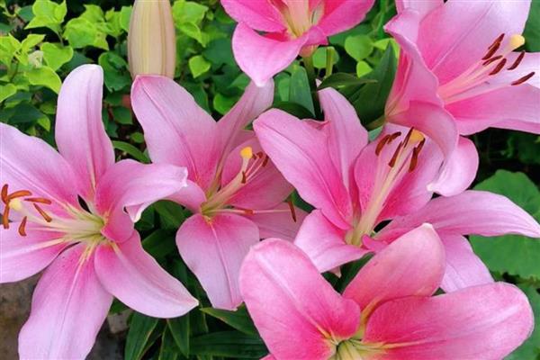 百合花代表的意思,不同颜色的寓意不同