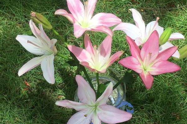 百合花代表的意思,不同颜色的寓意不同